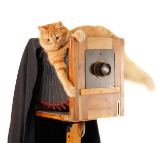 cat with camera
